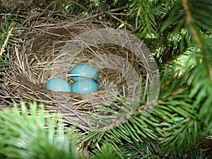 Robin's nest with three blue eggs