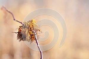 Robin`s pincushion, or moss gall Diplolepis rosae