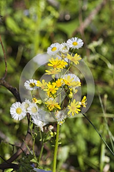 Robin`s Plantain and Southern Ragwort Wildflowers