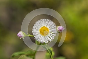 Robin's Plantain Wildflowers - Erigeron Pulchellus