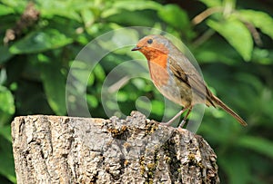 Robin sat on a log