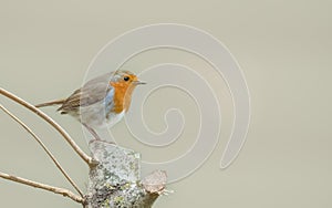 A robin sat on a tree stump