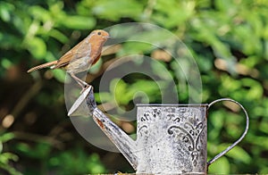 Robin sat on a watering can