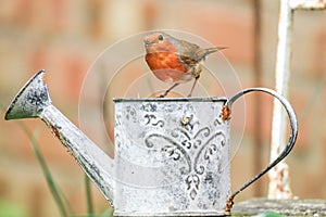 Robin sat on a watering can