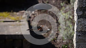 Robin Scaring Two Birds off a Bird Feeder - Slow Motion