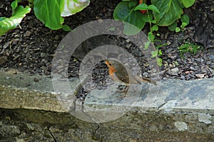 Robin is seen in one of the gardens at Sissinghurst Castle in Kent in England in the summer.