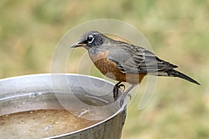 Robin on side of bird bath.