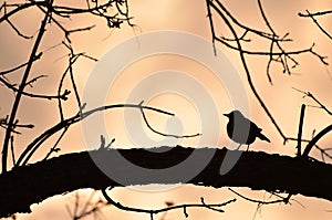 Robin silhouette infront of sunset