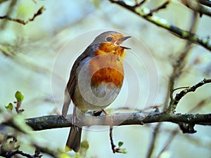 Robin Singing on a Tree