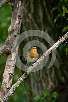 Robin singing in a tree on a spring day