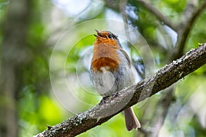 Robin singing in a tree on a spring day