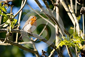 Robin singing in a tree on a sunny spring morning