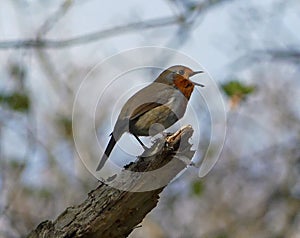 Robin singing with wide open beak