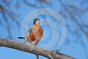 A robin sings into the wide blue open