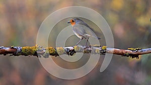 Robin sits on a branch in the night forest and flies