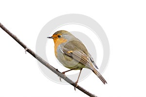Robin sitting on a branch on white isolated background
