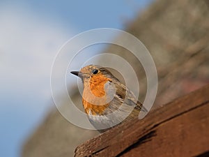 Robin sitting on fence