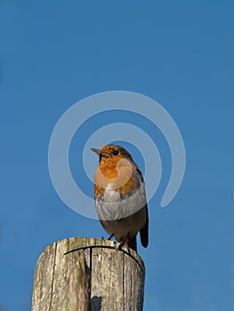 Robin sitting on fence post
