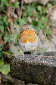 Robin Sitting On A Log 