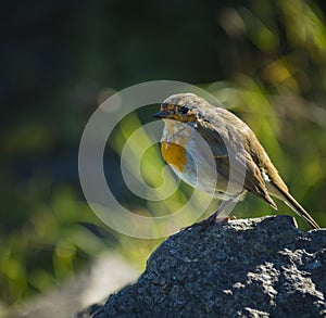 A robin sitting on a stone on a sunny day