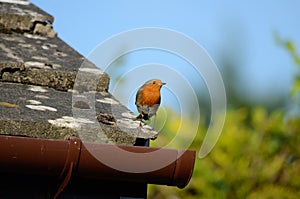 A small red chested bird, a Robin, sitts on a tiled roof