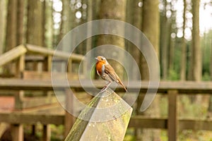 Robin sitting on a wooden bannister photo