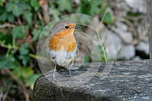 Robin sitting on wooden bench