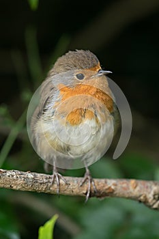 Robin on small branch