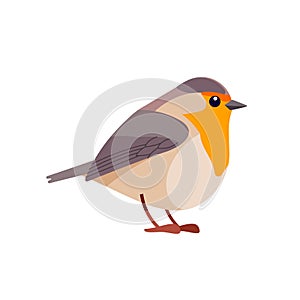 Robin is a small insectivorous passerine bird that belongs to the chat subfamily flycatcher family. Bird Cartoon flat