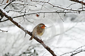 Robin in the snow