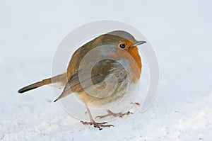 Robin in snow