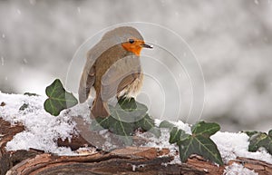 Robin in snow