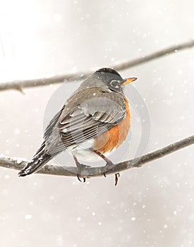 Robin in the Snow