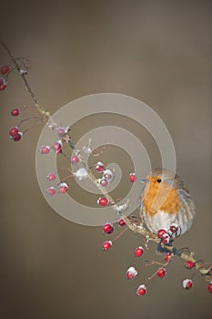 A Robin on a snow covered branch with Red Berries