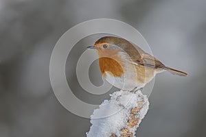 Robin on snow covered stump