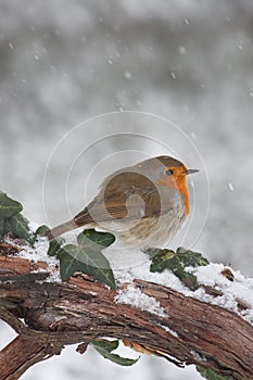 Robin in snow