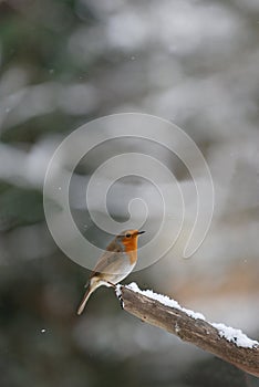 Robin with snow falling.
