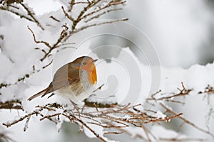 Robin in the snow