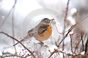 Robin in Snowfall photo