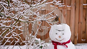 Robin on snowman eating winter bird food