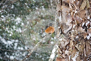 Robin on a Snowy Birch Limb II