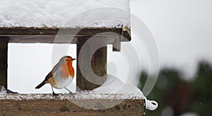 Robin at a snowy bird feeder in winter