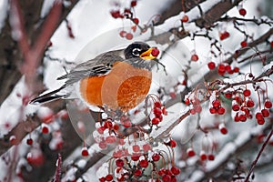 Robin on Snowy Crab Apple Branch