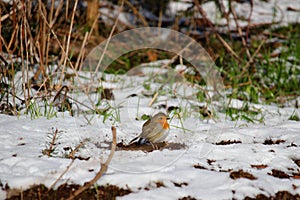 European Robin bird on snowy ground in garden