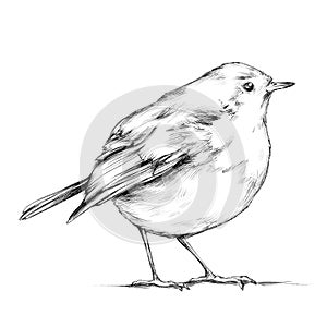 Robin, songbird