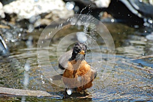 Robin splashing water