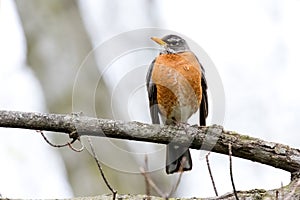 Robin in the Spring in Southwestern Ontario