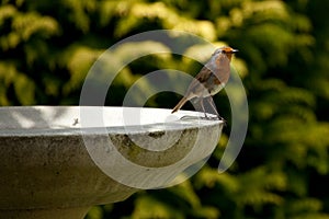 Robin standing on birdbath