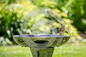 A Robin Standing on the Edge of a Bird Bath, with a Shallow Depth of Field