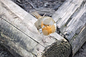 Robin Standing on a Log